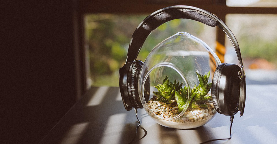 موسیقی چه تأثیری در رشد گیاهان دارد؟ (دانلود آهنگ برای گل و گیاه) | ملودایو
